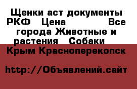 Щенки аст документы РКФ › Цена ­ 15 000 - Все города Животные и растения » Собаки   . Крым,Красноперекопск